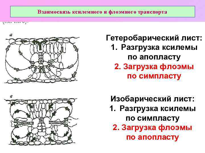 Взаимосвязь ксилемного и флоэмного транспорта Гетеробарический лист: 1. Разгрузка ксилемы по апопласту 2. Загрузка