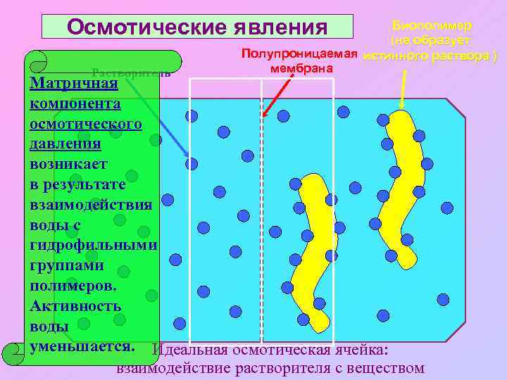 Осмотические явления Растворитель Биополимер (не образует Полупроницаемая истинного раствора ) мембрана Матричная компонента осмотического