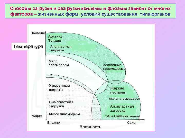 Способы загрузки и разгрузки ксилемы и флоэмы зависит от многих факторов – жизненных форм,