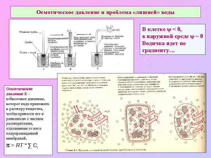 Осмотическое давление и проблема «лишней» воды В клетке ψ < 0, в наружной среде
