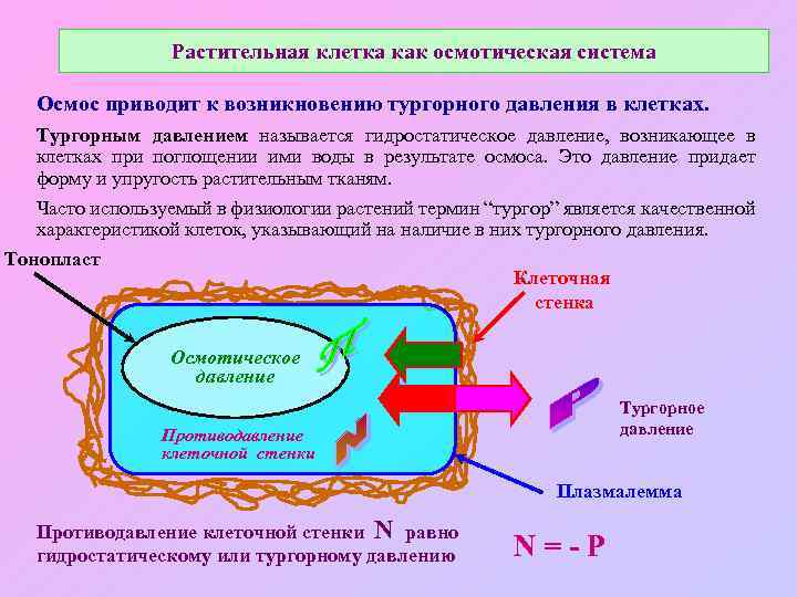 Растительная клетка как осмотическая система Осмос приводит к возникновению тургорного давления в клетках. Тургорным