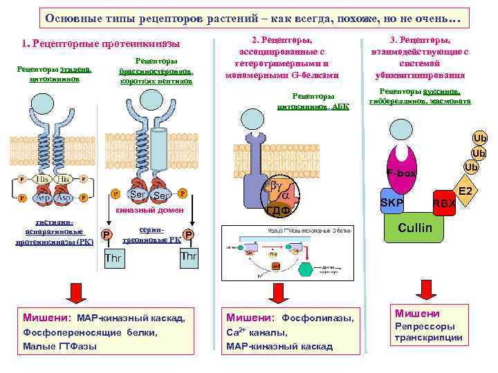 Основные типы рецепторов растений – как всегда, похоже, но не очень… 1. Рецепторные протеинкиназы