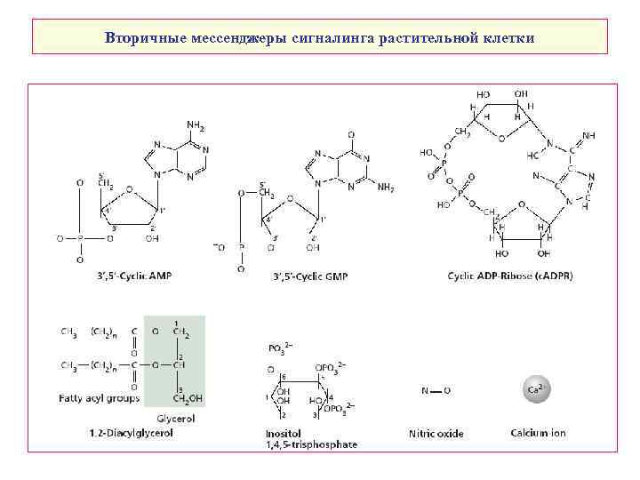 Вторичные мессенджеры сигналинга растительной клетки 