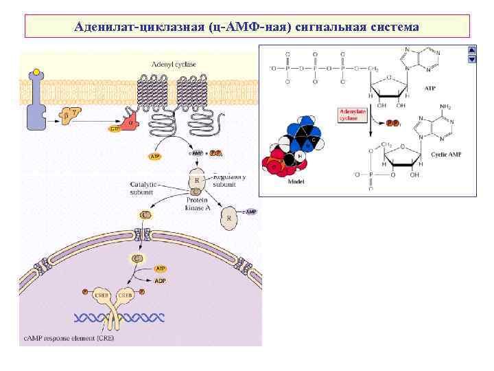 Аденилат-циклазная (ц-АМФ-ная) сигнальная система 