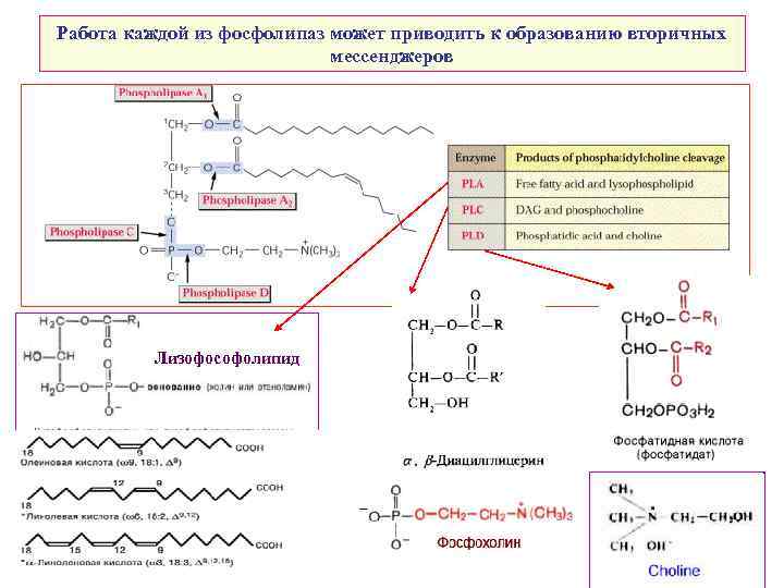 Работа каждой из фосфолипаз может приводить к образованию вторичных мессенджеров Лизофософолипид 