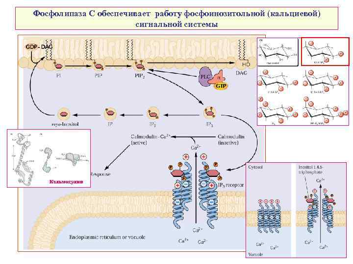 Фосфолипаза С обеспечивает работу фосфоинозитольной (кальциевой) сигнальной системы Кальмодулин 