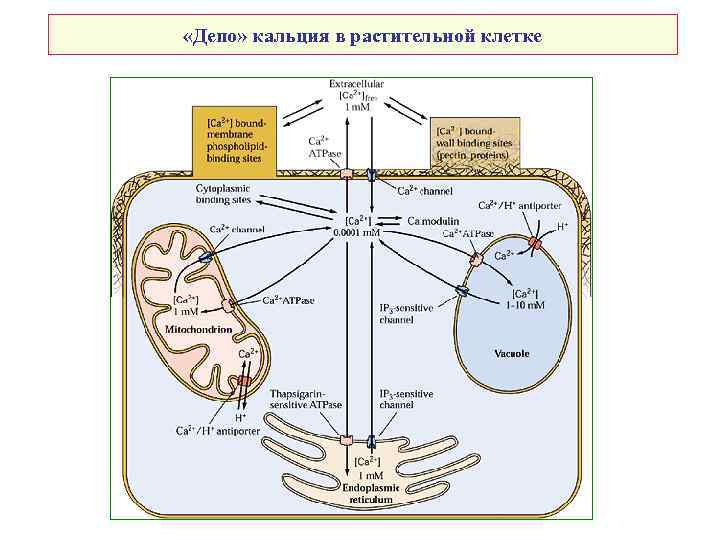  «Депо» кальция в растительной клетке 