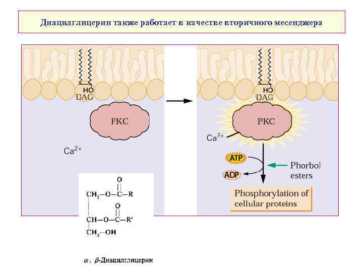 Диацилглицерин также работает в качестве вторичного месенджера 