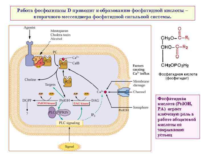 Работа фосфолипазы D приводит к образованию фосфатидной кислоты – вторичного мессенджера фосфатидной сигальной системы.