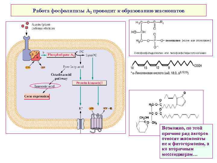 Работа фосфолипазы А 2 проводит к образованию жасмонатов Возможно, по этой причине ряд авторов