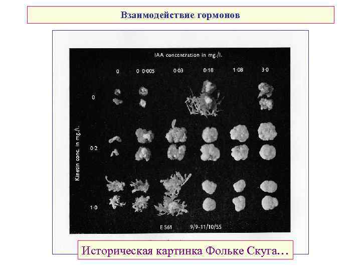 Взаимодействие гормонов Историческая картинка Фольке Скуга… 