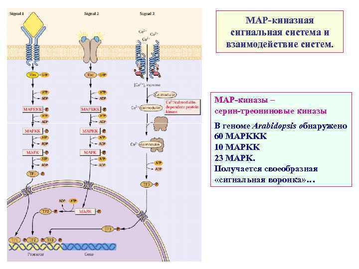 МАР-киназная сигнальная система и взаимодействие систем. МАР-киназы – серин-треониновые киназы В геноме Arabidopsis обнаружено