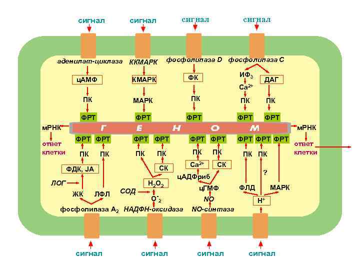 сигнал фосфолипаза D фосфолипаза С аденилат-циклаза ККМАРК ИФ 3 ФК ц. АМФ КМАРК ПК