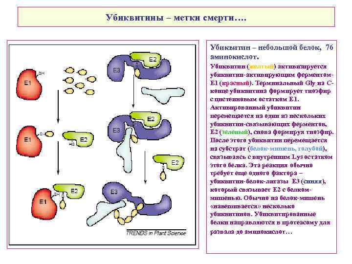 Убиквитины – метки смерти…. Убиквитин – небольшой белок, 76 аминокислот. Убиквитин (желтый) активизируется убиквитин-активирующим