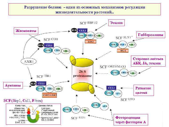 Разрушение белков - один из основных механизмов регуляции жизнедеятельности растений. . Этилен Жасмонаты Гиббереллины