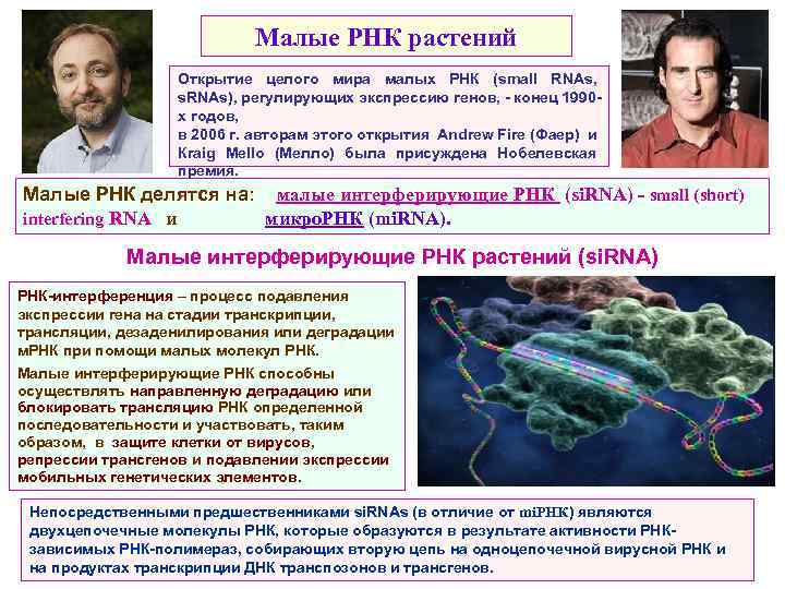 Малые РНК растений Открытие целого мира малых РНК (small RNAs, s. RNAs), регулирующих экспрессию