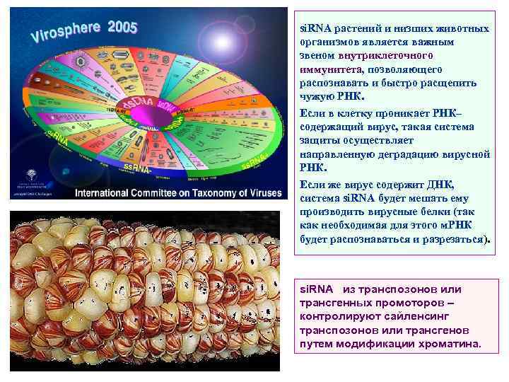 si. RNA растений и низших животных организмов является важным звеном внутриклеточного иммунитета, позволяющего распознавать