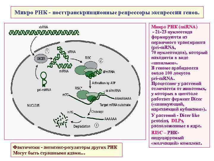 Микро РНК - посттранскрипционные репрессоры экспрессии генов. Фактически - антисенс-регуляторы других РНК Могут быть