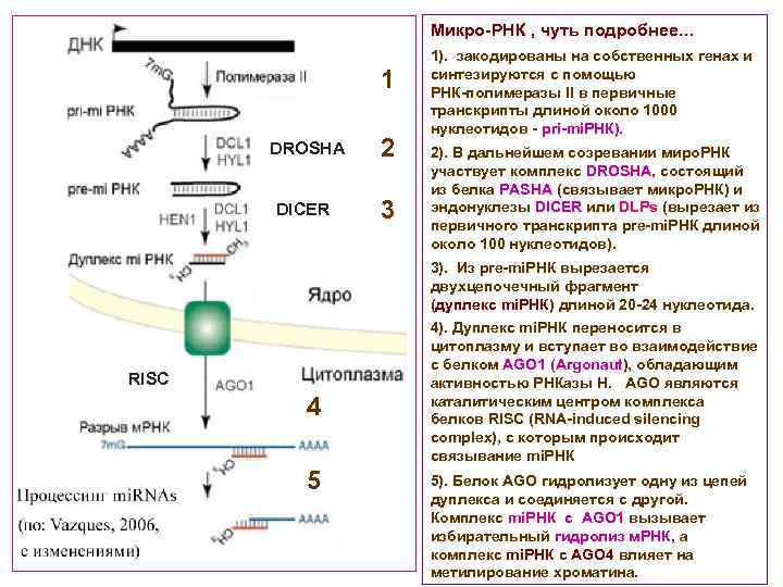 Микро-РНК , чуть подробнее… 1 DROSHA 2 DICER 3 1). закодированы на собственных генах
