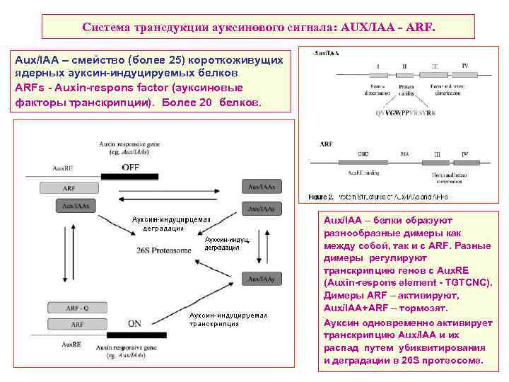 Система трансдукции ауксинового сигнала: AUX/IAA - ARF. Aux/IAA – смейство (более 25) короткоживущих ядерных