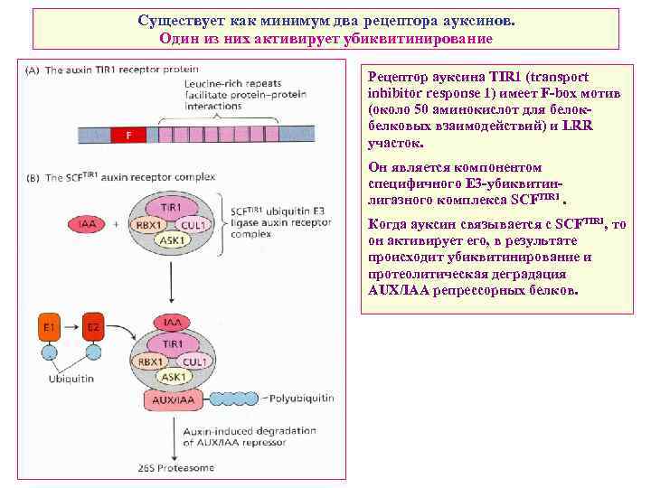 Существует как минимум два рецептора ауксинов. Один из них активирует убиквитинирование Рецептор ауксина TIR