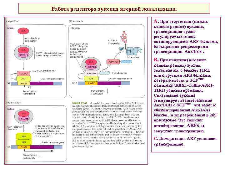 Работа рецептора ауксина ядерной локализации. А. При отсутствии (низких концентрациях) ауксина, транскрипция аусинрегулируемых генов,