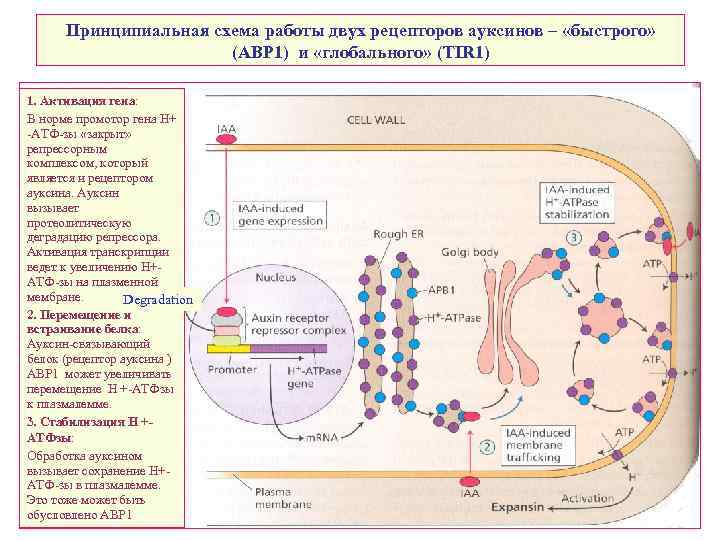 Принципиальная схема работы двух рецепторов ауксинов – «быстрого» (АВР 1) и «глобального» (TIR 1)