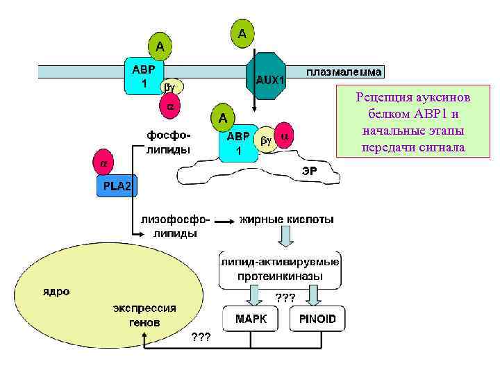 Рецепция ауксинов белком ABP 1 и начальные этапы передачи сигнала ? ? ? 