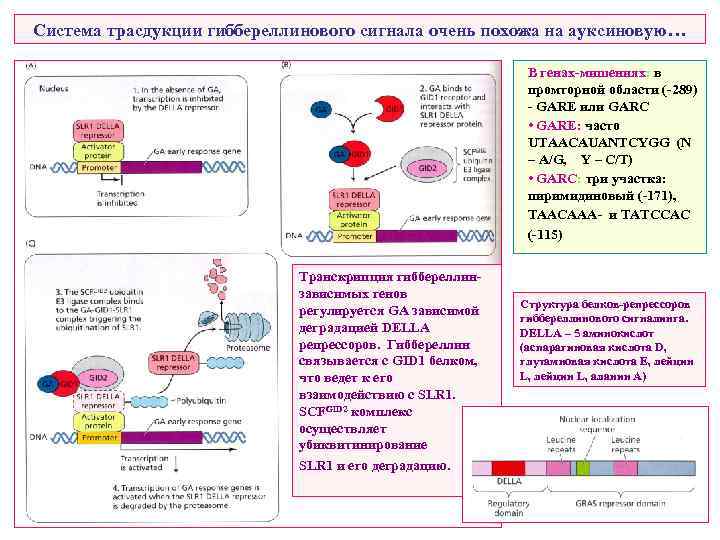 Система трасдукции гиббереллинового сигнала очень похожа на ауксиновую… В генах-мишениях: в промторной области (-289)