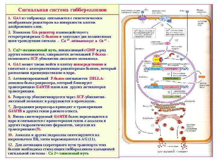 Сигнальная система гиббереллинов 1. GA 1 из эмбриоида связывается с гипотетическим мембранным рецептором на