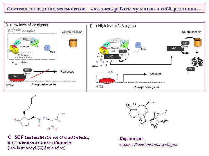 Система сигналинга жасмонатов – «калька» работы ауксинов и гиббереллинов… С SCF связывается не сам