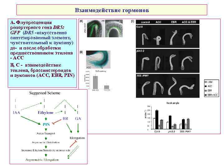Взаимодействие гормонов А. Флуоресценция репортерного гена DR 5: GFP (DR 5 -искусственно синтезированный элемент,