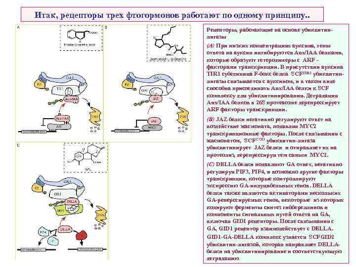Итак, рецепторы трех фтогормонов работают по одному принципу. . Рецепторы, работающие на основе убиквитинлигазы
