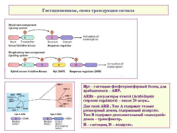 Гистидинкиназы, схема трансдукции сигнала Нpt – гистидин-фосфотрансферный белок, для арабидопсиса – АНР. ARRs –