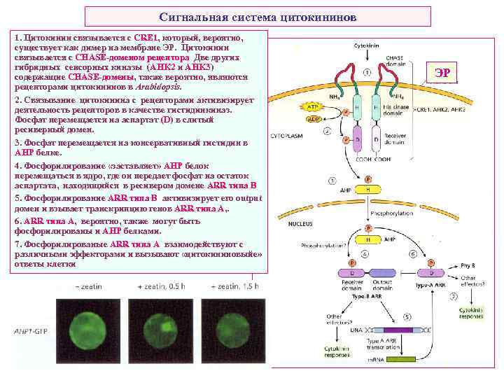 Сигнальная система цитокининов 1. Цитокинин связывается с CRE 1, который, вероятно, существует как димер