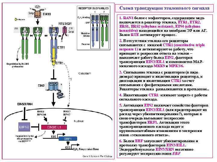 Схема трансдукции этиленового сигнала 1. RAN 1 белок с кофактором, содержащим медь включается в