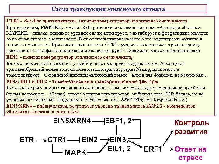 Схема трансдукции этиленового сигнала CTR 1 - SerThr протеинкиназа, негативный регулятор этиленового сигналлинга Протеинкиназа,