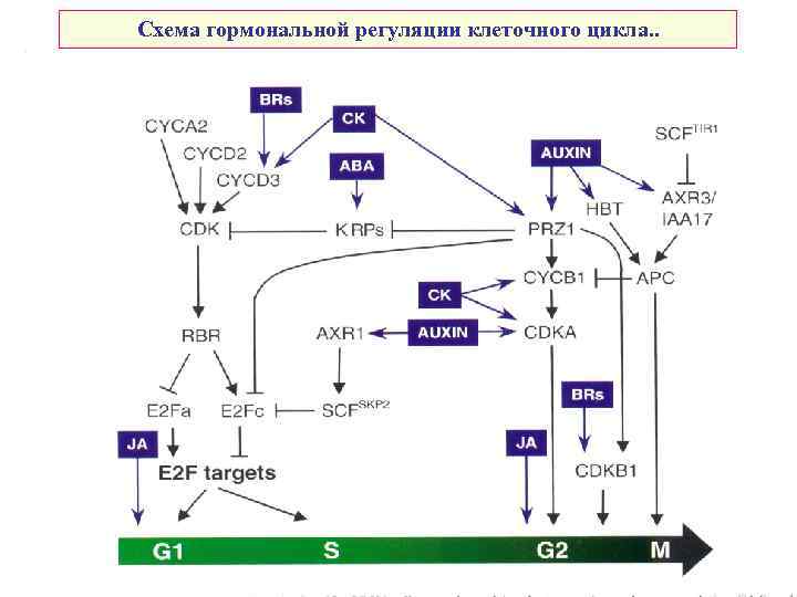 Схема гормональной регуляции клеточного цикла. . 