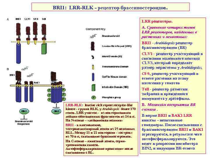 BRI 1: LRR-RLK - рецептор брассиностероидов. LRR рецепторы. LRR-RLK: leucine rich repeat receptor-like kinase