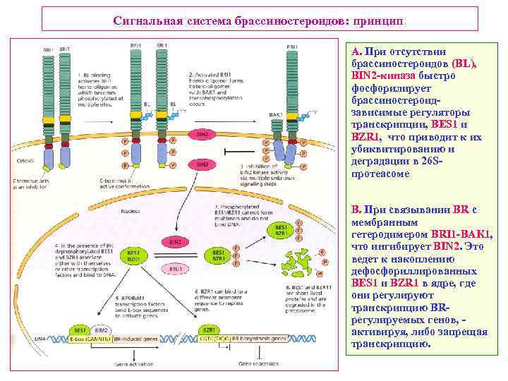 Сигнальная система брассиностероидов: принцип. A. При отсутствии брассиностероидов (BL), BIN 2 -киназа быстро фосфорилирует