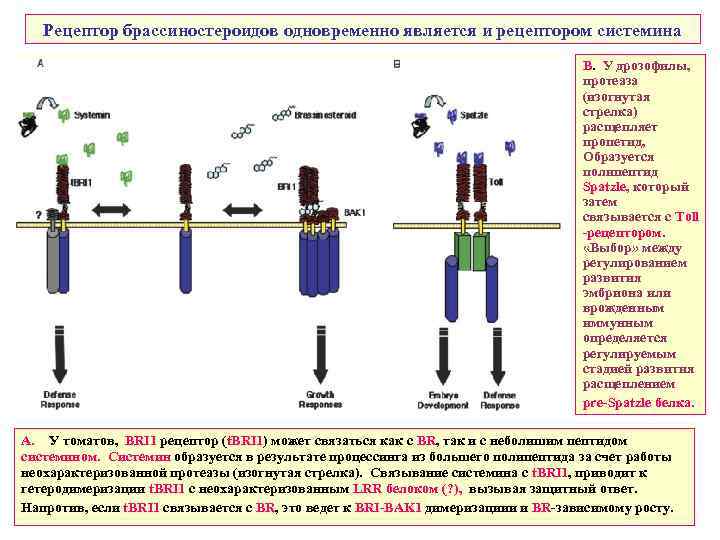 Рецептор брассиностероидов одновременно является и рецептором системина В. У дрозофилы, протеаза (изогнутая стрелка) расщепляет