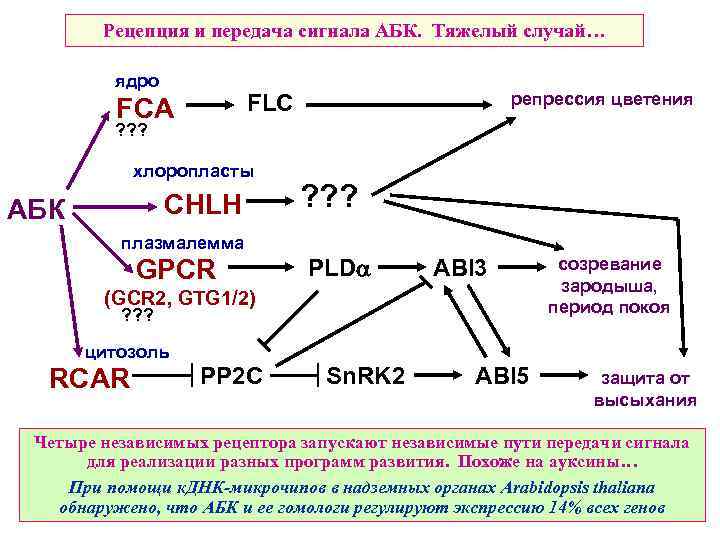 Рецепция и передача сигнала АБК. Тяжелый случай… ядро репрессия цветения FLC FCA ? ?