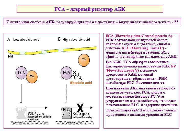 FCA – ядерный рецептор АБК Сигнальная система АБК, регулирующая время цветения – внутриклеточный рецептор