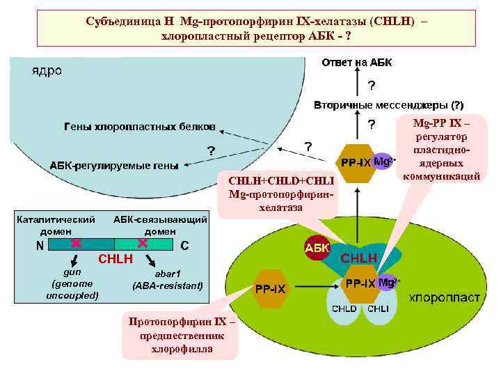 Субъединица Н Mg-протопорфирин IX-хелатазы (CHLH) – хлоропластный рецептор АБК - ? CHLH+CHLD+CHLI Mg-протопорфиринхелатаза Каталитический
