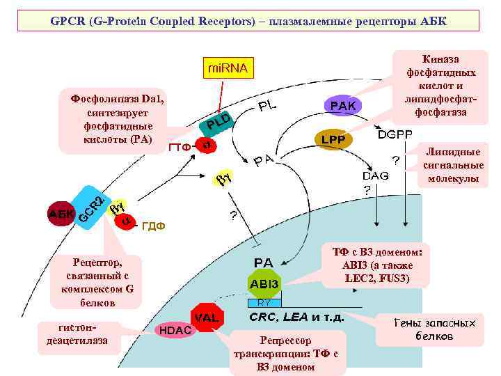 GPCR (G-Protein Coupled Receptors) – плазмалемные рецепторы АБК Киназа фосфатидных кислот и липидфосфатаза mi.