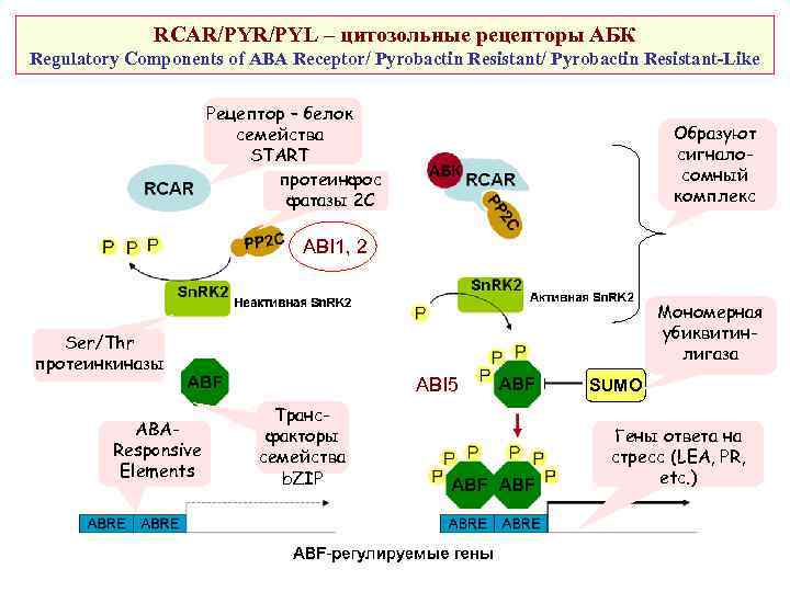 RCAR/PYL – цитозольные рецепторы АБК Regulatory Components of ABA Receptor/ Pyrobactin Resistant-Like Рецептор –
