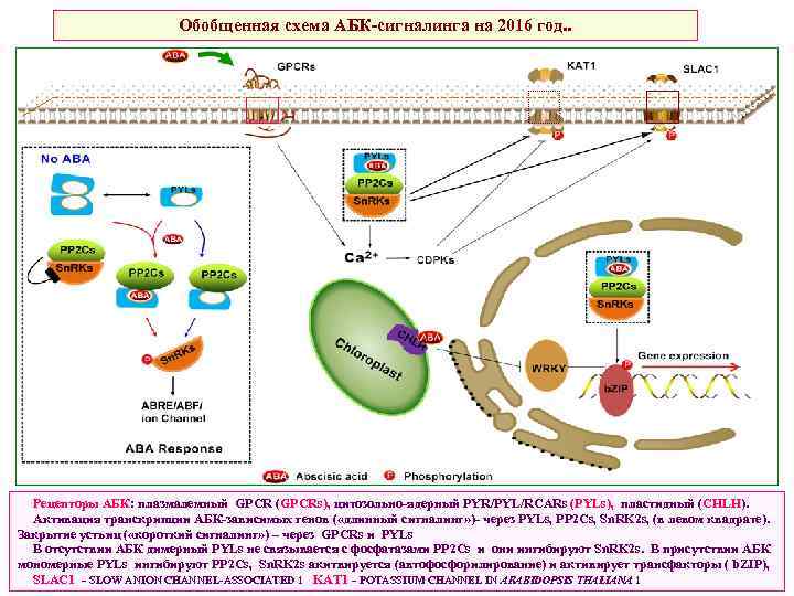 Обобщенная схема АБК-сигналинга на 2016 год. . Рецепторы АБК: плазмалемный GPCR (GPCRs), цитозольно-ядерный PYR/PYL/RCARs