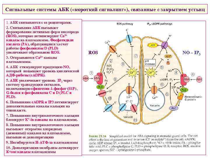 Сигнальные системы АБК ( «короткий сигналинг» ), связанные с закрытием устьиц 1. АБК связывается