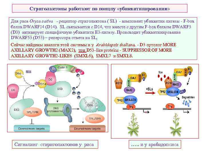 Стриголактоны работают по понцпу «убиквитинирования» Для риса Oryza sativa - рецептор стриголактона ( SL)