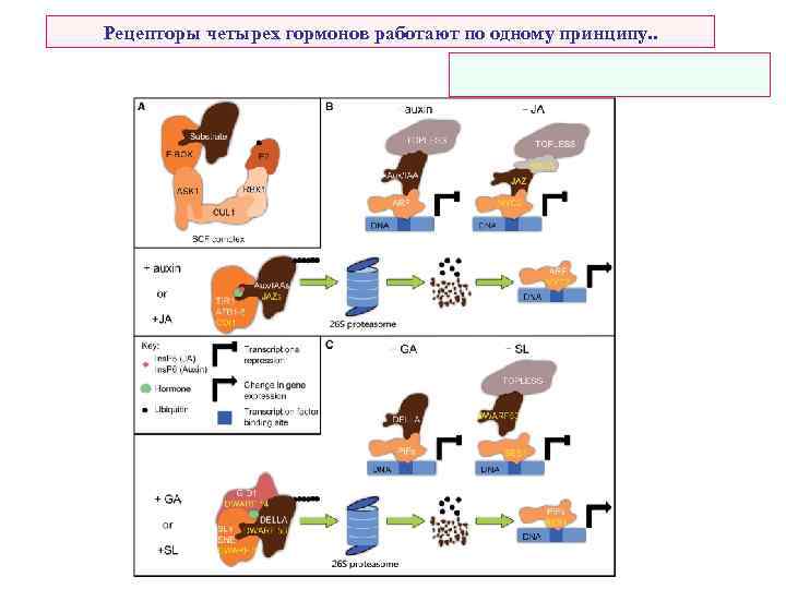 Рецепторы четырех гормонов работают по одному принципу. . 